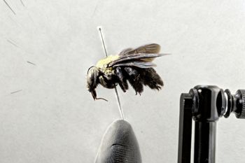 Media type: image;   Entomology 810836 Aspect: habitus lateral view